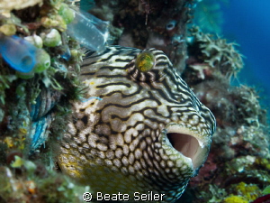 Puffer at the cleannig station by Beate Seiler 
